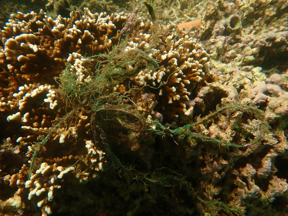 Cứu san hô chết ở khu bảo tồn Hòn Mun: Cơ quan chức năng cần vào cuộc sớm hơn - Ảnh 3.