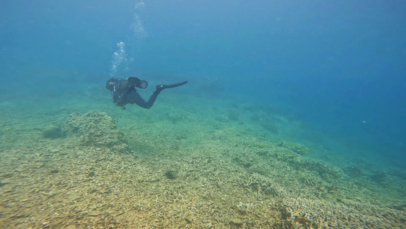 Cứu san hô chết ở khu bảo tồn Hòn Mun: Cơ quan chức năng cần vào cuộc sớm hơn - Ảnh 1.