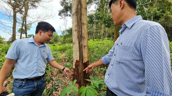 Kiểm điểm, xử lý vụ mất tích 15 ha rừng trồng do Nhà nước đầu tư ở Bình Định - Ảnh 1. Kiểm điểm, xử lý vụ mất tích 15 ha rừng trồng do Nhà nước đầu tư ở Bình Định - Ảnh 1.