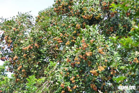 Về Long Khánh nếm đủ vị ngọt trái cây nhiệt đới - Ảnh 8. Về Long Khánh nếm đủ vị ngọt trái cây nhiệt đới - Ảnh 8.