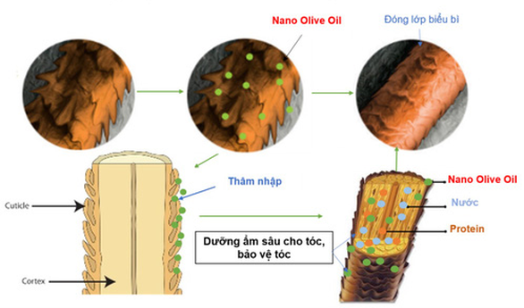Dầu gội Wakamono chứa hoạt chất nano dầu olive - Ảnh 6.