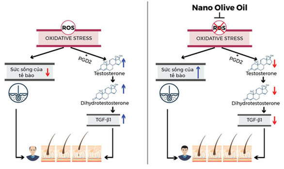 Dầu gội Wakamono chứa hoạt chất nano dầu olive - Ảnh 5.