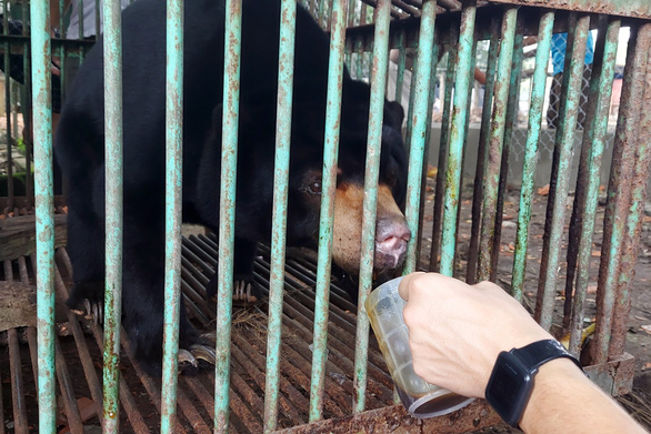 The last captive bear in Binh Phuoc was handed over to Cat Tien National Park - Photo 1.