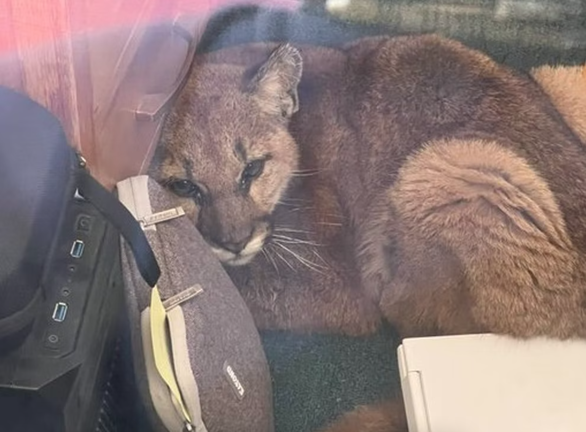 The mountain lion cub is lost, curled up in the American classroom - Photo 1.