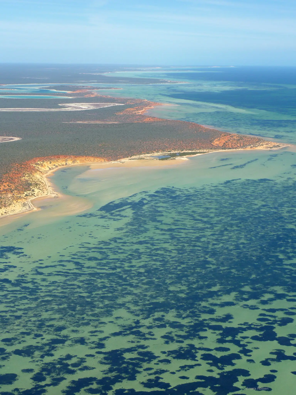 Phát hiện sinh vật lớn nhất thế giới bao phủ 20.000ha biển nước Úc - Ảnh 1.