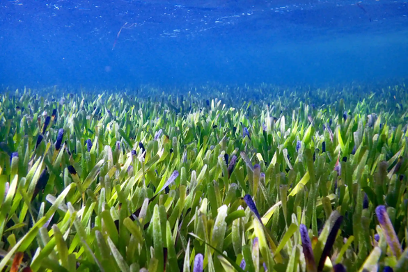 Discovered the world's largest creature covering 20,000ha of Australian sea - Photo 3.