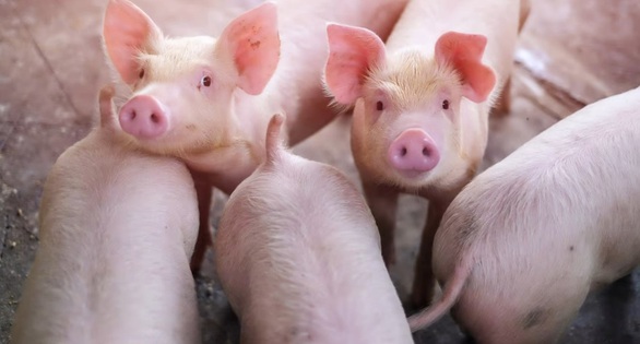 China develops a process to clone pigs entirely with robots - Photo 1.