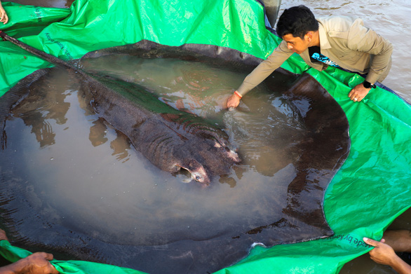 Ngư dân Campuchia bắt được con cá nước ngọt lớn nhất thế giới trên sông Mekong - Ảnh 2.
