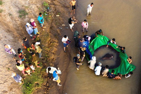 Ngư dân Campuchia bắt được con cá nước ngọt lớn nhất thế giới trên sông Mekong - Ảnh 3.