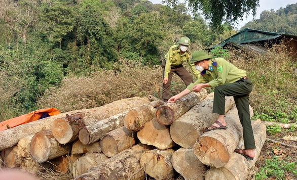 Khởi tố vụ phá rừng ở vùng cao Thanh Hóa - Ảnh 2.