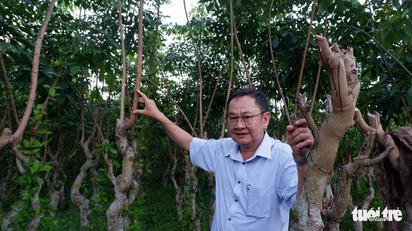 125 năm cao su cho vàng ở Việt Nam - Kỳ 8: RRIV - Vành nôi của giống cao su Việt Nam - Ảnh 3.