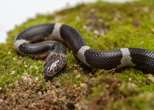Phát hiện hai loài rắn khuyết đặc hữu ở Nam Trường Sơn - Ảnh 2.