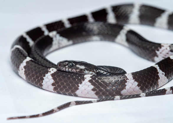Phát hiện hai loài rắn khuyết đặc hữu ở Nam Trường Sơn - Ảnh 3.