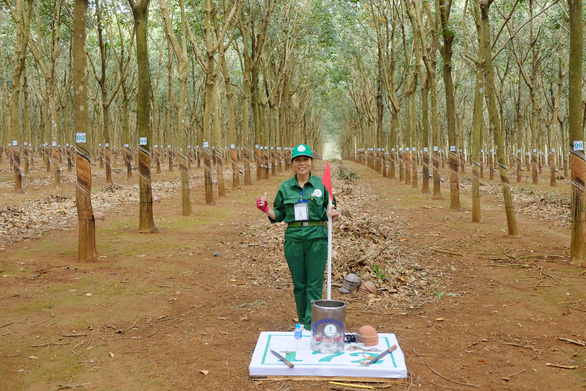 125 năm cao su cho vàng ở Việt Nam - Kỳ 9: 15 phút cạo 100 cây cao su chính xác từng 0,1 milimet - Ảnh 3.