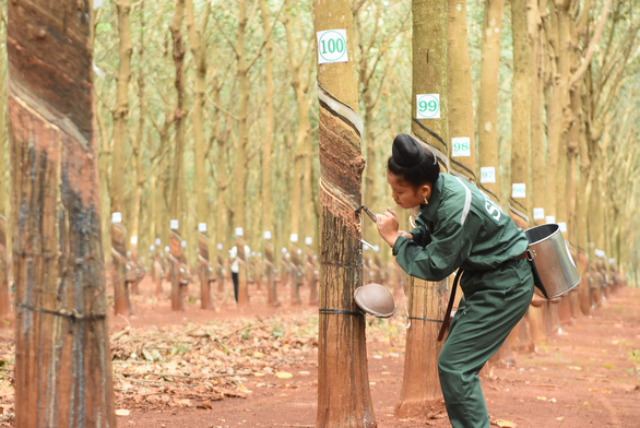 125 năm cao su cho vàng ở Việt Nam - Kỳ 9: 15 phút cạo 100 cây cao su chính xác từng 0,1 milimet - Ảnh 1.