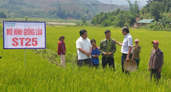 Gieo lúa ngon nhất  thế giới trên núi đồi - Ảnh 1.