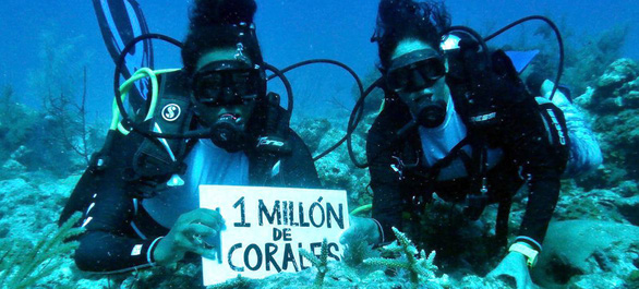 Dự án phục hồi san hô lớn nhất châu Mỹ: Trồng 1 triệu rạn san hô - Ảnh 13.