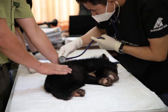 Successfully rescued 2 bears in captivity in Dien Bien, Son La - Photo 1.