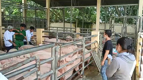 Làm giả giấy kiểm dịch để chuyển lô heo thịt từ Đồng Nai về Sóc Trăng