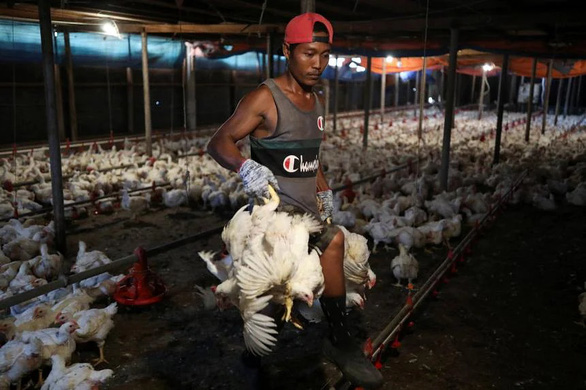 Tại sao Malaysia cấm xuất khẩu gà? - Ảnh 1.