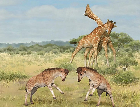 Longer giraffe necks are for fighting, not foraging?  - Photo 2.