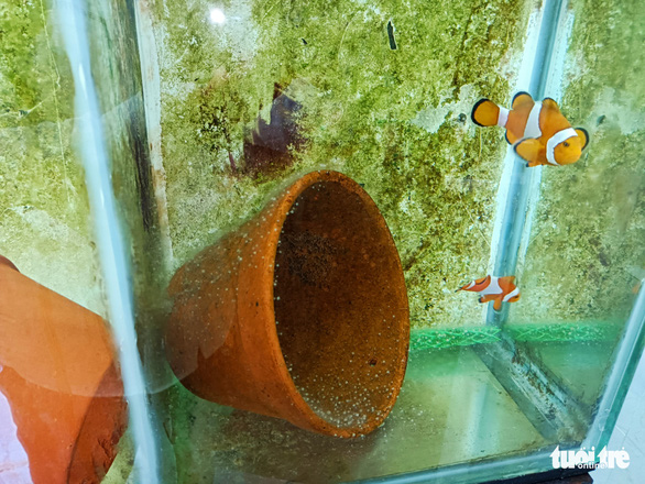 Chẳng cần Finding Nemo, ở Nha Trang đã lai tạo được - Ảnh 2.