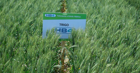 Brazil thử nghiệm lúa mì biến đổi gen trong bối cảnh thiếu hụt nguồn cung toàn cầu - Ảnh 1.