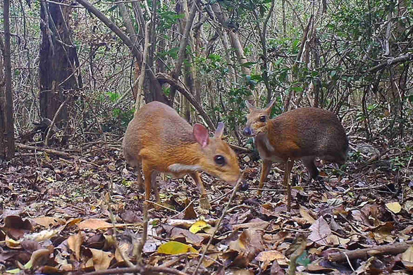 Giant bees, elephant shrews... thought to be extinct were found after many decades - Photo 3.