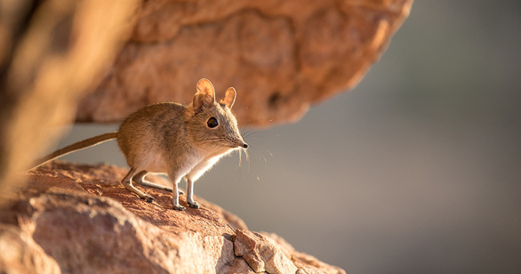 Giant bees, elephant shrews... thought to be extinct were found after many decades - Photo 4.