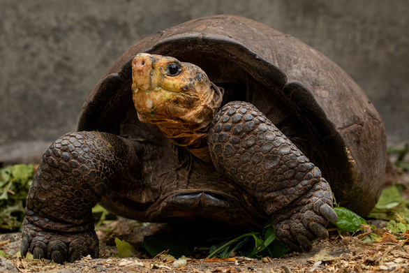 Giant bees, elephant shrews... thought to be extinct were found after many decades - Photo 5.