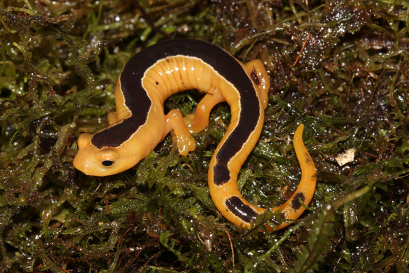 Giant bees, elephant shrews... thought to be extinct were found after many decades - Photo 2.