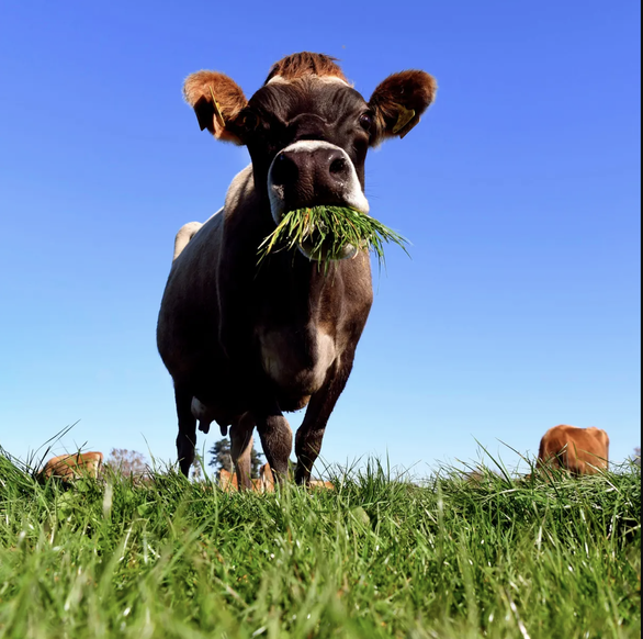 New Zealand đề xuất buộc nông dân trả tiền cho lượng khí thải từ 10 triệu con bò và 26 triệu con cừu - Ảnh 1.