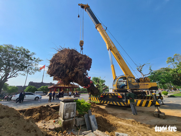 Đưa phần ngọn của cụ cây xà cừ hơn 150 tuổi trước Phu Văn Lâu ở Huế vào bảo tàng - Ảnh 2.