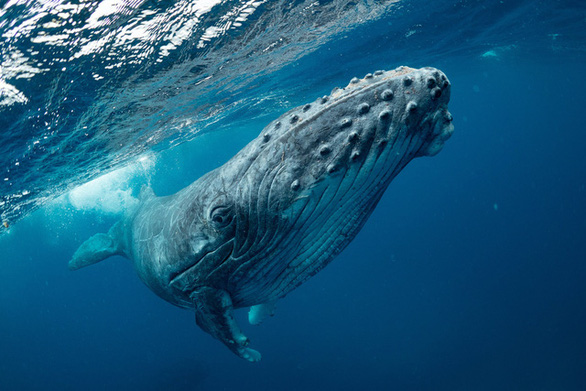 Cá voi lưng gù biết học các bài hát phức tạp từ các vùng khác nhau - Ảnh 1.