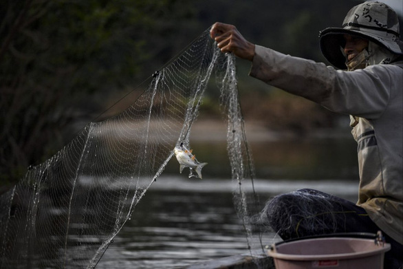 50 triệu dân dọc hai bờ Mekong lao đao vì khát cá - Ảnh 1.
