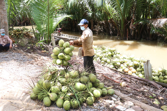 Giá dừa, giá bưởi thấp, giá xăng dầu, phân bón cao: Nông dân phải xoay xở ra sao? - Ảnh 1.