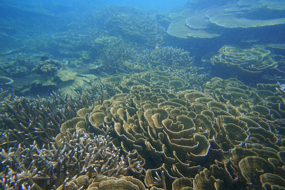 Hệ sinh thái rạn san hô:  Cái chết  được báo trước từ lâu - Ảnh 4.