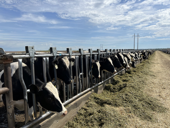 Vinamilk nhập 1.000 con bò sữa HF từ Mỹ về tổ hợp trang trại tại Lào - Ảnh 2.