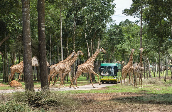 Biệt đội phản ứng nhanh của Vinpearl Safari Phú Quốc - Ảnh 3. Biệt đội phản ứng nhanh của Vinpearl Safari Phú Quốc - Ảnh 3.