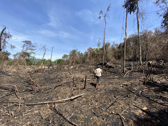 Khởi tố 3 người trong vụ đốt thực bì trồng rừng thay thế gây cháy rừng - Ảnh 1.