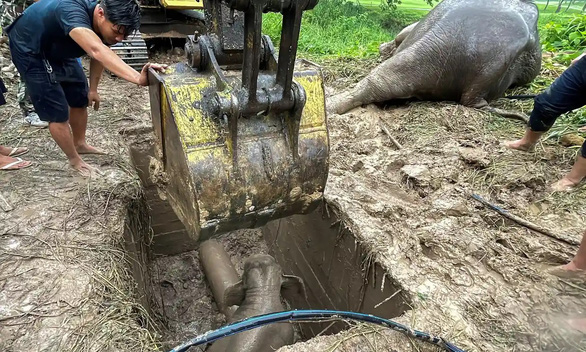 Cuộc giải cứu kịch tính voi con rơi xuống hố thoát nước ở Thái Lan - Ảnh 2.