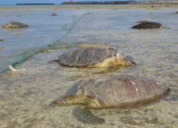 Hàng chục con rùa biển xanh quý hiếm thoi thóp trôi vào đảo Nhật, có vết đâm ở cổ - Ảnh 1.