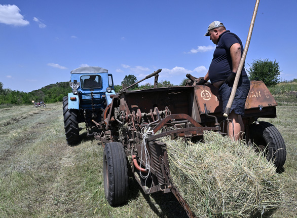 Nông dân Ukraine đau đầu việc thu hoạch lúa mì - Ảnh 1.