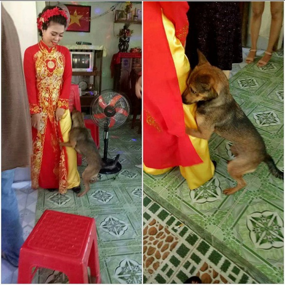 Những lần cún cưng làm tiểu tam trong đám cưới gia chủ - Ảnh 8. Những lần cún cưng làm tiểu tam trong đám cưới gia chủ - Ảnh 8.