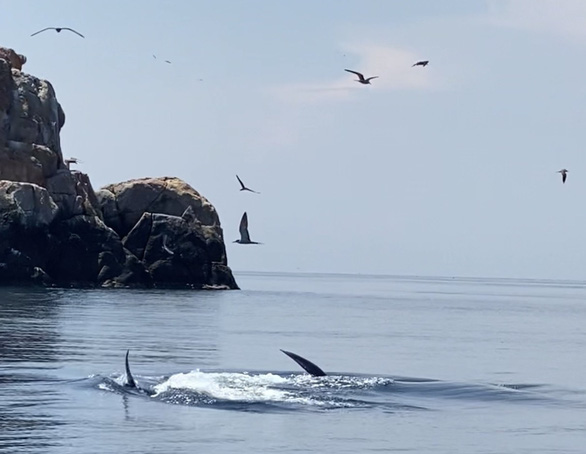 Cá voi xanh dài 12m bất ngờ xuất hiện ở biển Đề Gi - Ảnh 1.