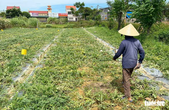 Lão nông bị phá ruộng dưa bật khóc vì ‘tiếc công chăm sóc’ - Ảnh 2.