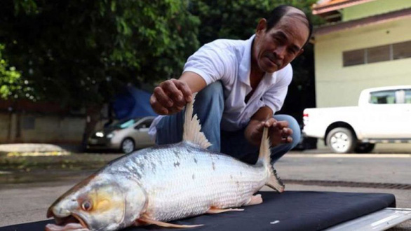 Bất ngờ tìm thấy cá chép hồi khổng lồ trên sông Mekong sau hàng chục năm - Ảnh 1.