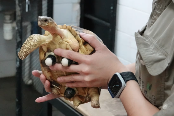 Gắn bánh xe làm chân cho chú rùa có nguy cơ tuyệt chủng - Ảnh 2.