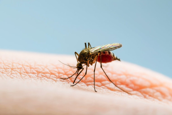 Tìm ra cách ngăn muỗi đánh hơi người bị sốt xuất huyết để lây bệnh - Ảnh 1.