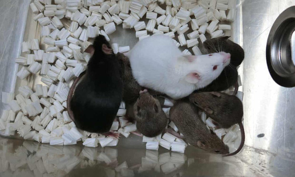 Con chuột sinh ra từ tế bào da đông khô - Ảnh 1.